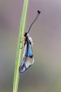 Libelloides lacteus (Ascalaphidae)  Hautes-Alpes [France] 31/05/2016 - 1230m