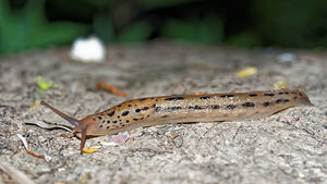 Limax maximus (Limacidae)  - Limace léopard - Great Grey Slug Pas-de-Calais [France] 07/05/2016 - 150m