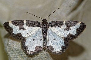 Lomaspilis marginata (Geometridae)  - Bordure entrecoupée, Marginée - Clouded Border Pas-de-Calais [France] 08/05/2016 - 150m