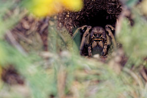 Lycosa tarantula (Lycosidae)  - Tarentules Hautes-Alpes [France] 30/05/2016 - 1250m