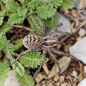 Lycosa tarantula (Lycosidae)  - Tarentules Hautes-Alpes [France] 30/05/2016 - 1250m