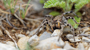 Lycosa tarantula (Lycosidae)  - Tarentules Hautes-Alpes [France] 30/05/2016 - 1250m