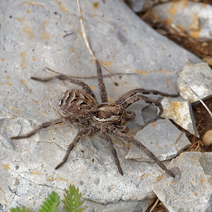 Lycosa tarantula (Lycosidae)  - Tarentules Hautes-Alpes [France] 30/05/2016 - 1250m