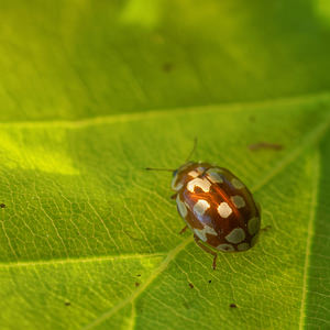 Myrrha octodecimguttata (Coccinellidae)  - Coccinelle des pins - 18-spot Ladybird Ardennes [France] 08/05/2016 - 470m