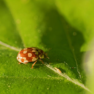 Myrrha octodecimguttata (Coccinellidae)  - Coccinelle des pins - 18-spot Ladybird Ardennes [France] 08/05/2016 - 470m