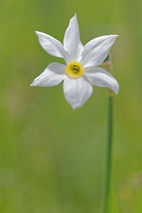 Narcissus poeticus (Amaryllidaceae)  - Narcisse des poètes - Pheasant's-eye Daffodil Hautes-Alpes [France] 31/05/2016 - 1130m