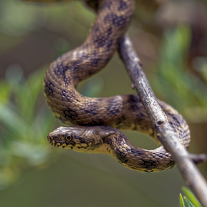 Natrix maura (Natricidae)  - Couleuvre vipérine - Viperine Snake Drome [France] 26/05/2016 - 1030m
