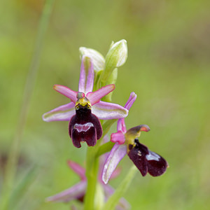 Ophrys saratoi (Orchidaceae)  - Ophrys de Sarato, Ophrys de la Drôme Drome [France] 24/05/2016 - 600m