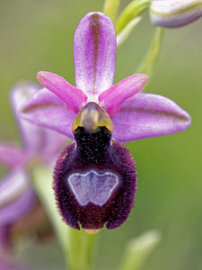 Ophrys saratoi (Orchidaceae)  - Ophrys de Sarato, Ophrys de la Drôme Drome [France] 24/05/2016 - 600m