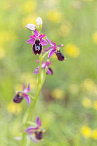 Ophrys saratoi (Orchidaceae)  - Ophrys de Sarato, Ophrys de la Drôme Drome [France] 24/05/2016 - 600m