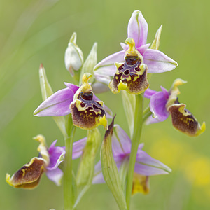 Ophrys vetula (Orchidaceae)  - Ophrys vieux Drome [France] 24/05/2016 - 600m