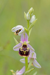 Ophrys vetula (Orchidaceae)  - Ophrys vieux Drome [France] 24/05/2016 - 600m