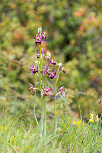 Ophrys vetula (Orchidaceae)  - Ophrys vieux Drome [France] 24/05/2016 - 600m