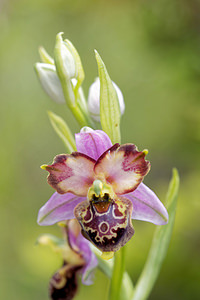 Ophrys vetula (Orchidaceae)  - Ophrys vieux Drome [France] 24/05/2016 - 600m