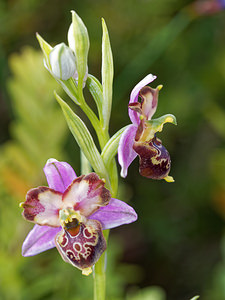 Ophrys vetula (Orchidaceae)  - Ophrys vieux Drome [France] 24/05/2016 - 600m