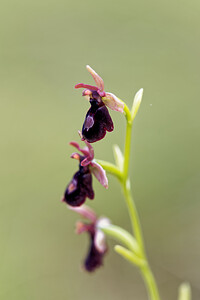 Ophrys x royanensis (Orchidaceae)  - Ophrys du RoyansOphrys insectifera x Ophrys saratoi. Drome [France] 24/05/2016 - 390m