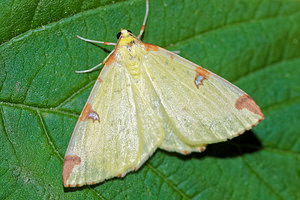 Opisthograptis luteolata Citronnelle rouillée Brimstone Moth
