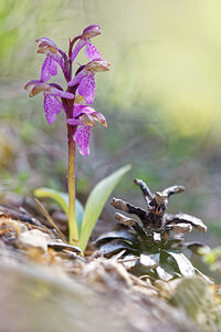 Orchis spitzelii Orchis de Spitzel