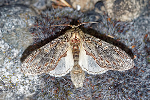 Peridea anceps (Notodontidae)  - Timide - Great Prominent Hautes-Alpes [France] 31/05/2016 - 890m