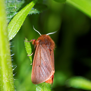 Phragmatobia fuliginosa (Erebidae)  - Ecaille cramoisie Pas-de-Calais [France] 07/05/2016 - 150m