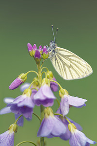 Pieris napi (Pieridae)  - Piéride du Navet, Papillon blanc veiné de vert - Green-veined White Marne [France] 01/05/2016 - 160m