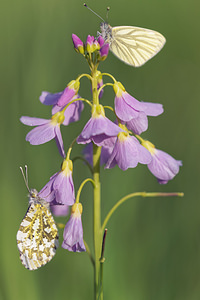 Pieris napi Piéride du Navet, Papillon blanc veiné de vert Green-veined White