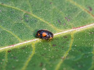 Platynaspis luteorubra (Coccinellidae)  Pas-de-Calais [France] 09/05/2016 - 60m