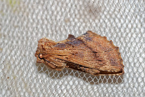 Ptilodon capucina (Notodontidae)  - Crête-de-Coq - Coxcomb Prominent Pas-de-Calais [France] 07/05/2016 - 150m