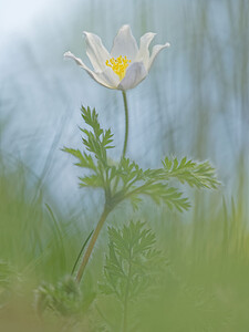 Pulsatilla alpina subsp. alpina Pulsatille des Alpes, Anémone des Alpes, Anémone blanche