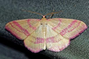 Rhodostrophia calabra (Geometridae)  - Phalène calabraise Hautes-Alpes [France] 31/05/2016 - 890m