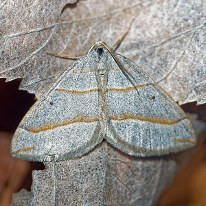 Scotopteryx luridata (Geometridae)  - Ortholite plombée Drome [France] 28/05/2016 - 1030m