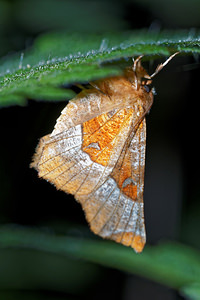 Selenia tetralunaria (Geometridae)  - Ennomos illustre - Purple Thorn Pas-de-Calais [France] 07/05/2016 - 150m