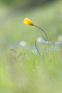 Tulipa sylvestris subsp. australis (Liliaceae)  - Tulipe australe, Tulipe des Alpes, Tulipe du Midi Hautes-Alpes [France] 28/05/2016 - 1770m