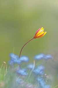 Tulipa sylvestris subsp. australis (Liliaceae)  - Tulipe australe, Tulipe des Alpes, Tulipe du Midi Hautes-Alpes [France] 28/05/2016 - 1770m