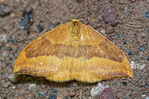 Watsonalla cultraria (Drepanidae)  - Serpette - Barred Hook-tip Pas-de-Calais [France] 08/05/2016 - 150m