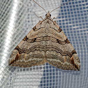 Aplocera plagiata (Geometridae)  - Triple Raie, Rayure commune - Treble Bar Hautes-Alpes [France] 03/06/2016 - 1140m