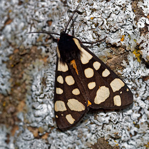 Arctia villica (Erebidae)  - Ecaille fermière, Ecaille villageoise Hautes-Alpes [France] 01/06/2016 - 1130m