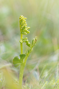 Botrychium lunaria (Ophioglossaceae)  - Botryche lunaire, Botrychium lunaire - Moonwort Hautes-Alpes [France] 01/06/2016 - 1080m