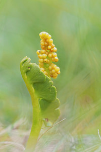 Botrychium lunaria Botryche lunaire, Botrychium lunaire Moonwort