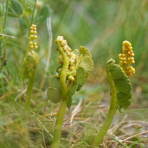 Botrychium lunaria (Ophioglossaceae)  - Botryche lunaire, Botrychium lunaire - Moonwort Hautes-Alpes [France] 01/06/2016 - 1080m