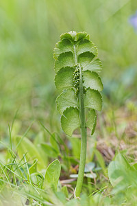 Botrychium lunaria (Ophioglossaceae)  - Botryche lunaire, Botrychium lunaire - Moonwort Hautes-Alpes [France] 02/06/2016 - 1650m