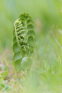 Botrychium lunaria (Ophioglossaceae)  - Botryche lunaire, Botrychium lunaire - Moonwort Hautes-Alpes [France] 02/06/2016 - 1650m