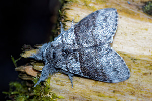 Calliteara pudibunda (Erebidae)  - Pudibonde, Patte-Etendue - Pale Tussock Ardennes [France] 10/06/2016 - 470m