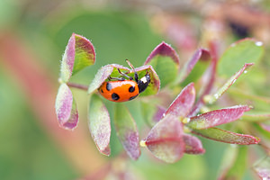 Ceratomegilla undecimnotata (Coccinellidae)  Hautes-Alpes [France] 02/06/2016 - 750m