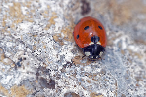 Coccinella septempunctata (Coccinellidae)  - Coccinelle à 7 points, Coccinelle, Bête à bon Dieu - Seven-spot Ladybird Hautes-Alpes [France] 02/06/2016 - 750m