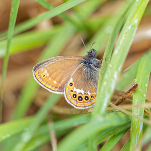 Coenonympha hero (Nymphalidae)  - Mélibée Doubs [France] 07/06/2016 - 750m