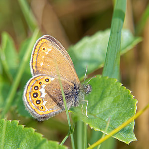 Coenonympha hero (Nymphalidae)  - Mélibée Doubs [France] 07/06/2016 - 750m