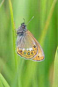 Coenonympha hero (Nymphalidae)  - Mélibée Doubs [France] 07/06/2016 - 750m