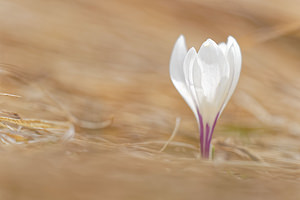 Crocus vernus (Iridaceae)  - Crocus de printemps, Crocus printanier, Crocus blanc - Spring Crocus Hautes-Alpes [France] 03/06/2016 - 2520m