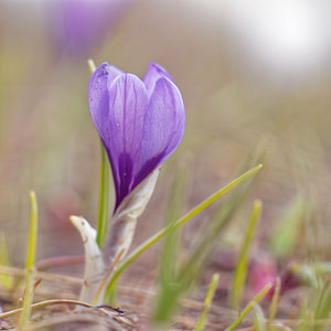 Crocus vernus (Iridaceae)  - Crocus de printemps, Crocus printanier, Crocus blanc - Spring Crocus Savoie [France] 04/06/2016 - 2380m